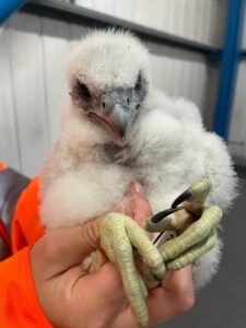 Peregrine falcon chick up close