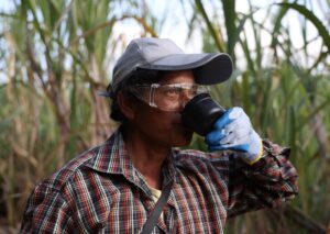 Woman cane cutter stands in front of sugarcane drinking water